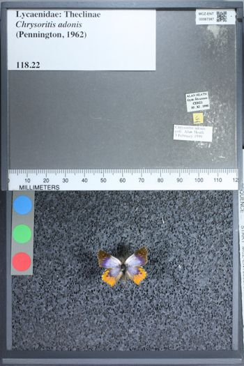 Media type: image;   Entomology 67387